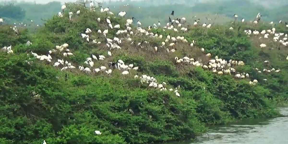 Vaduvoor Bird Sanctuary